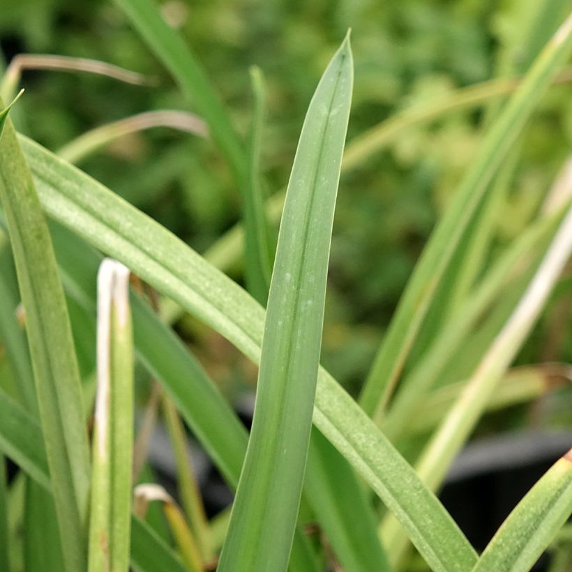 Hemerocallis Cape Breton - Taglilie (Foliage)