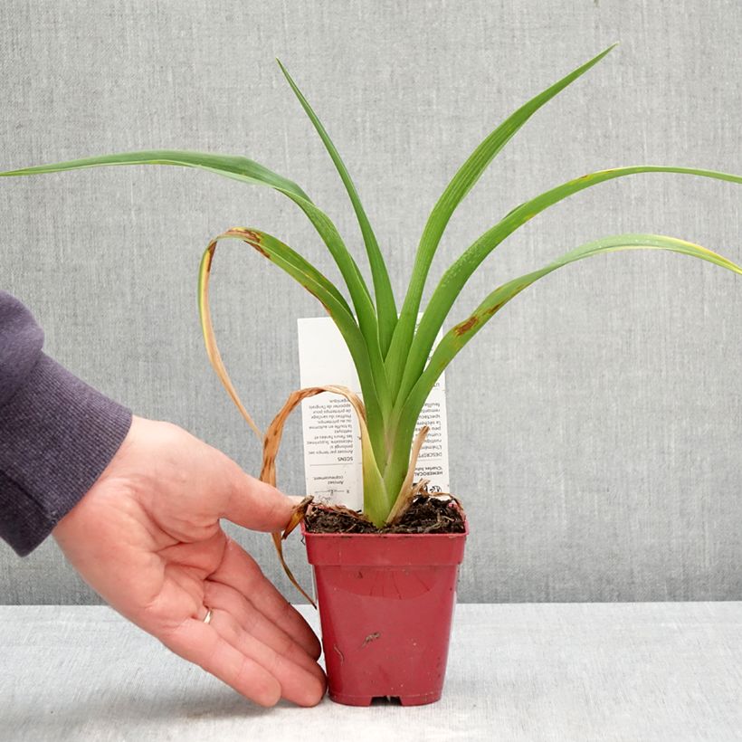 Exemplar von Hemerocallis Charles Johnson - Taglilie Kleine Töpfe von 8/9 cm wie im Frühjahr geliefert