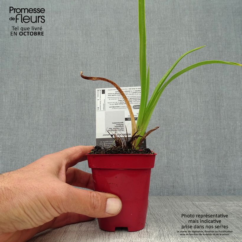 Example of Hemerocallis Charles Johnson - Taglilie Kleine Töpfe von 8/9 cm as you get in automne