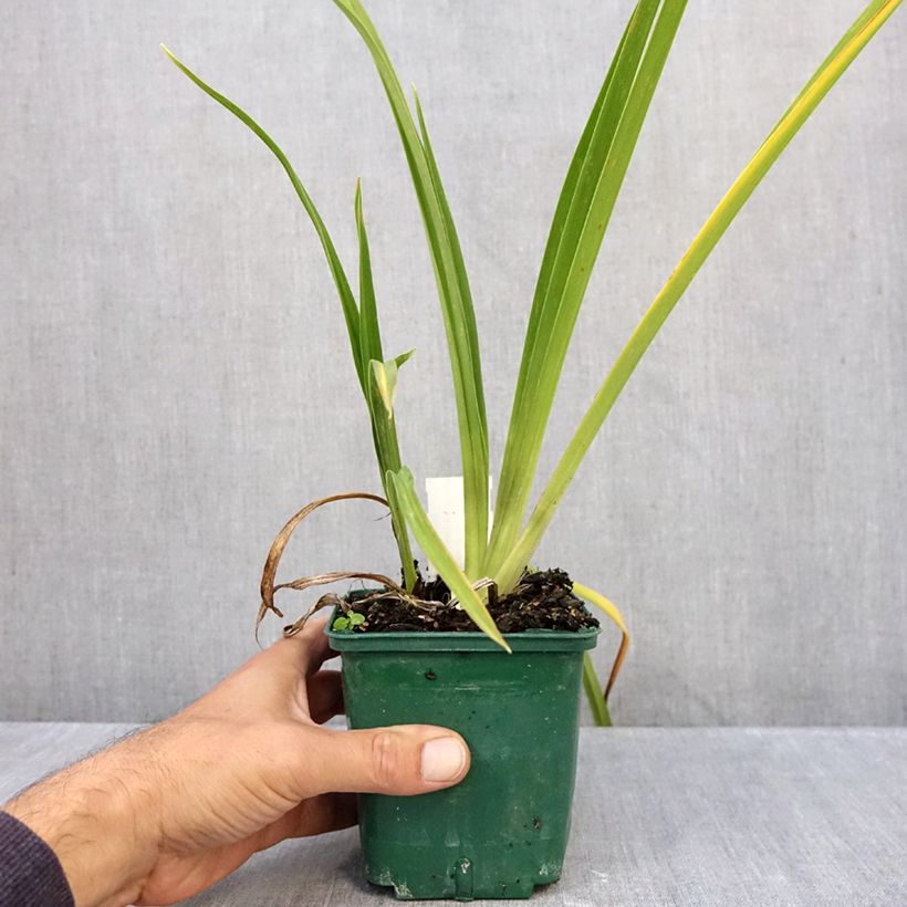 Exemplar von Hemerocallis Charles Johnson - Taglilie Topf mit 1L/1,5L wie im Herbst geliefert