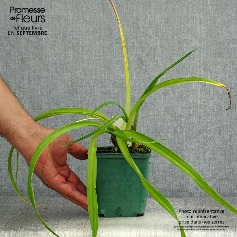 Example of Hemerocallis Charles Johnson - Taglilie Topf mit 1L/1,5L as you get in ete