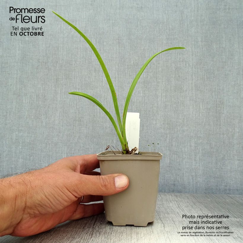 Example of Hemerocallis Chicago Knobby - Taglilie Kleine Töpfe von 8/9 cm as you get in automne