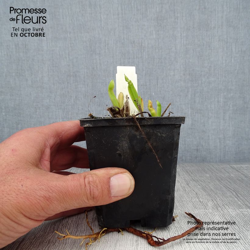 Example of Hemerocallis Chicago Sunrise - Taglilie Kleine Töpfe von 8/9 cm as you get in automne