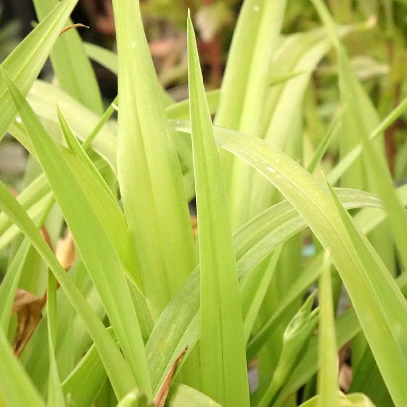 Hemerocallis Chicago Sunrise - Taglilie (Foliage)