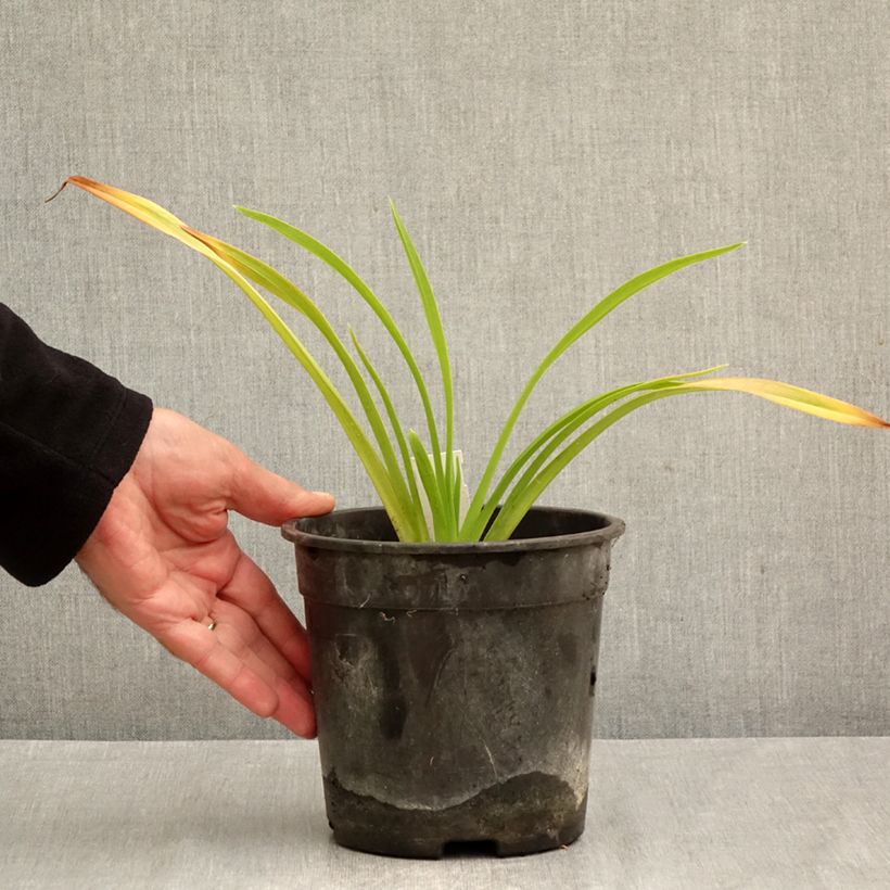 Exemplar von Hemerocallis Chicago Sunrise - Taglilie Topf mit 2L/3L wie im Herbst geliefert