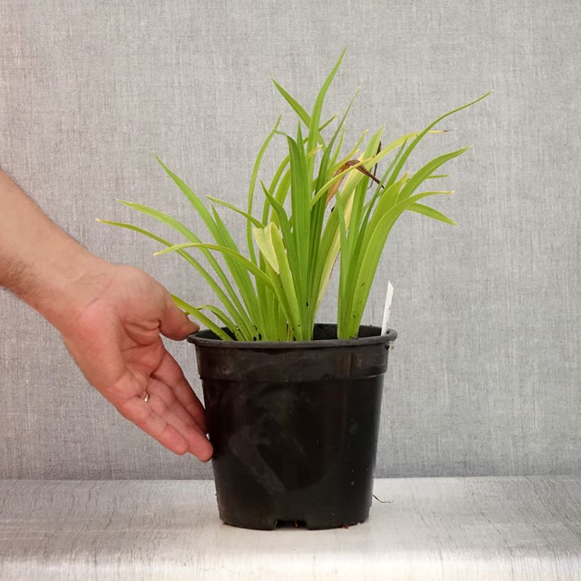 Example of Hemerocallis Chicago Sunrise - Taglilie Topf mit 2L/3L as you get in ete