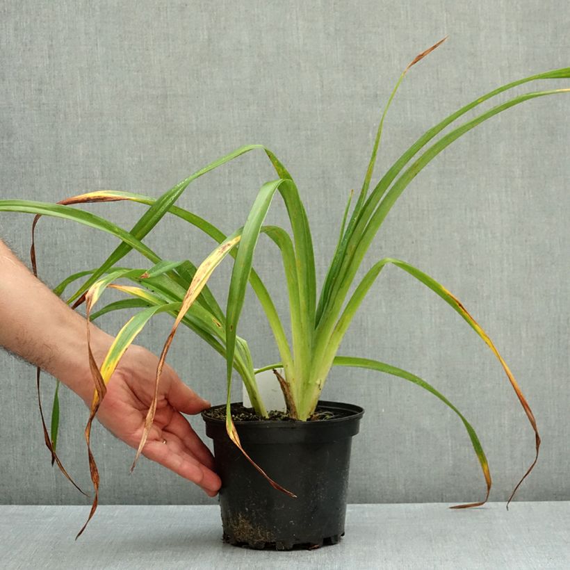 Exemplar von Hemerocallis Chocolate Candy - Taglilie Topf mit 2L/3L wie im Herbst geliefert