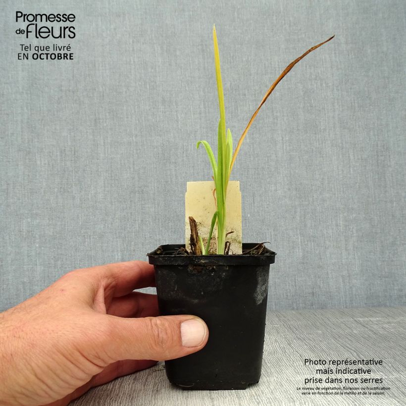 Example of Hemerocallis citrina - Taglilie Kleine Töpfe von 8/9 cm as you get in automne