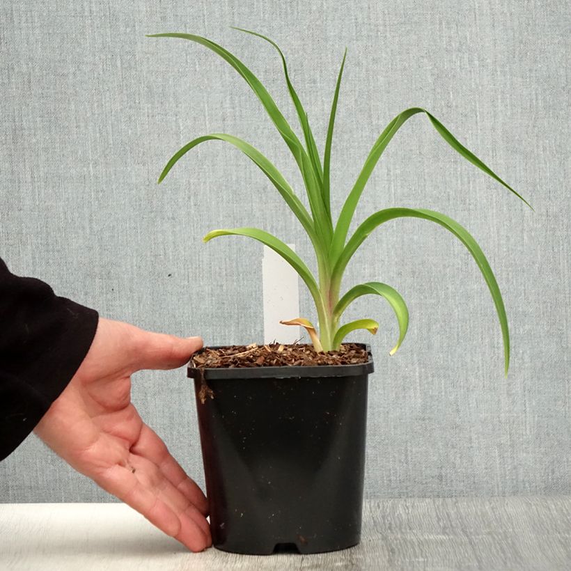 Example of Hemerocallis citrina - Taglilie Topf mit 1,5L/2L as you get in printemps