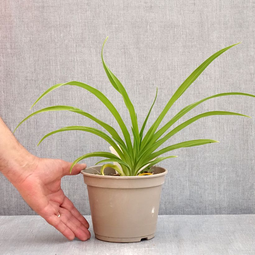 Example of Hemerocallis Condilla - Taglilie Topf mit 2L/3L as you get in printemps