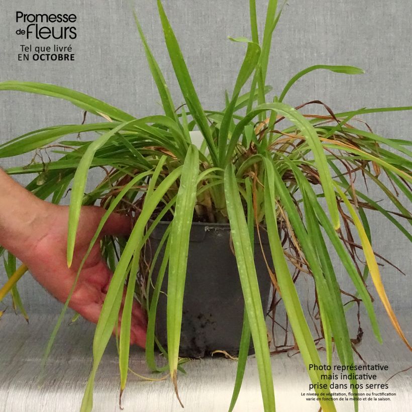 Example of Hemerocallis Crimson Pirate - Taglilie Topf mit 2L/3L as you get in automne