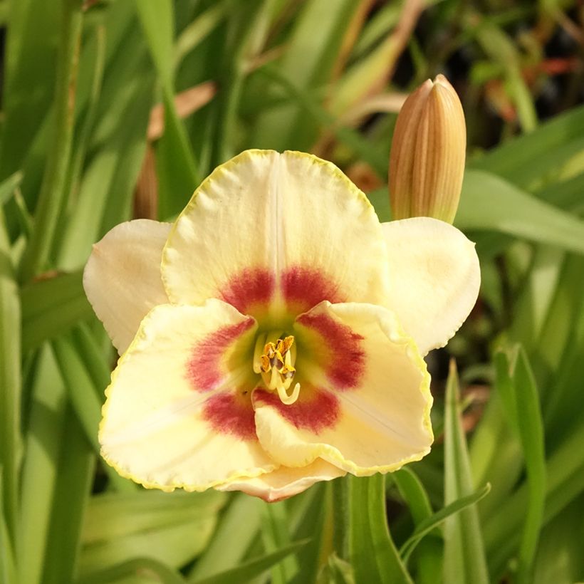 Hemerocallis Custard Candy - Taglilie (Flowering)