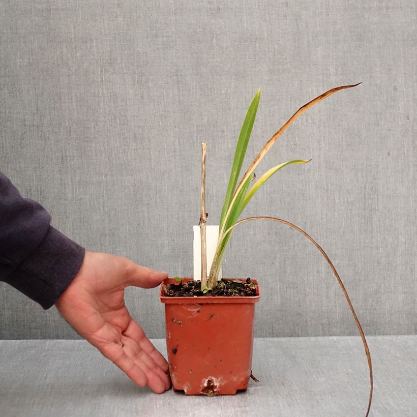 Exemplar von Hemerocallis Daring Deception - Taglilie Topf mit 1L/1,5L wie im Herbst geliefert