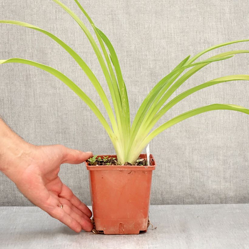 Example of Hemerocallis Daring Deception - Taglilie Topf mit 1L/1,5L as you get in ete
