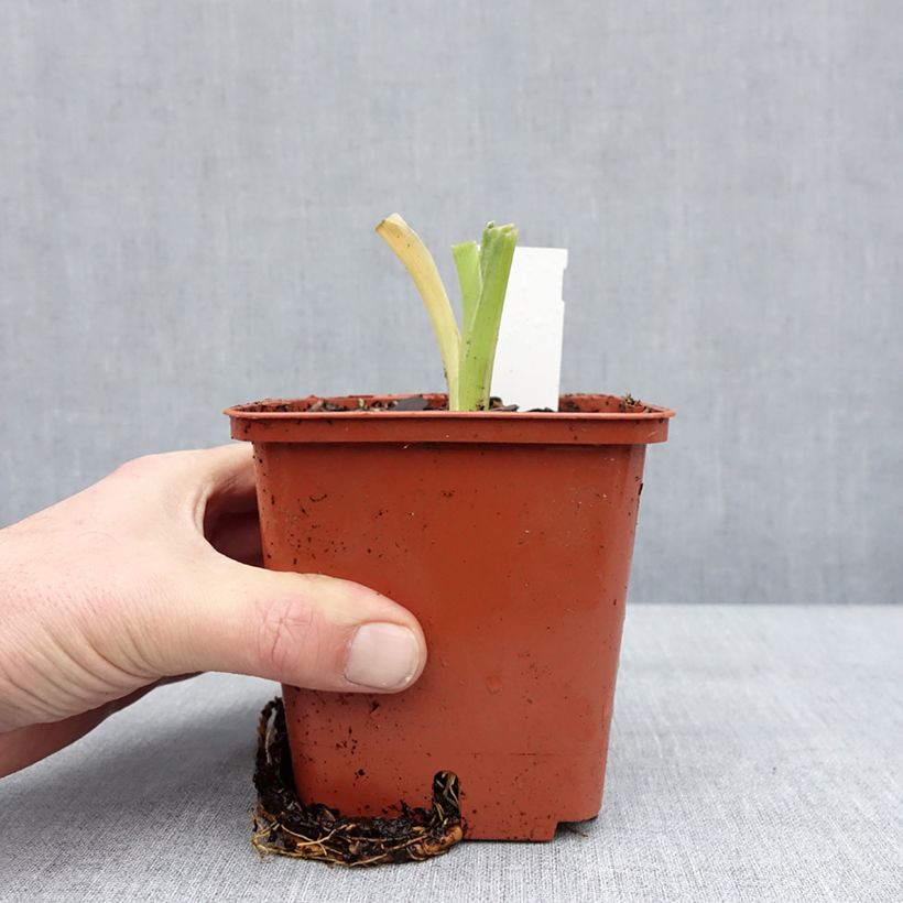 Exemplar von Hemerocallis Daring Deception - Taglilie Topf mit 1L/1,5L wie im Winter geliefert