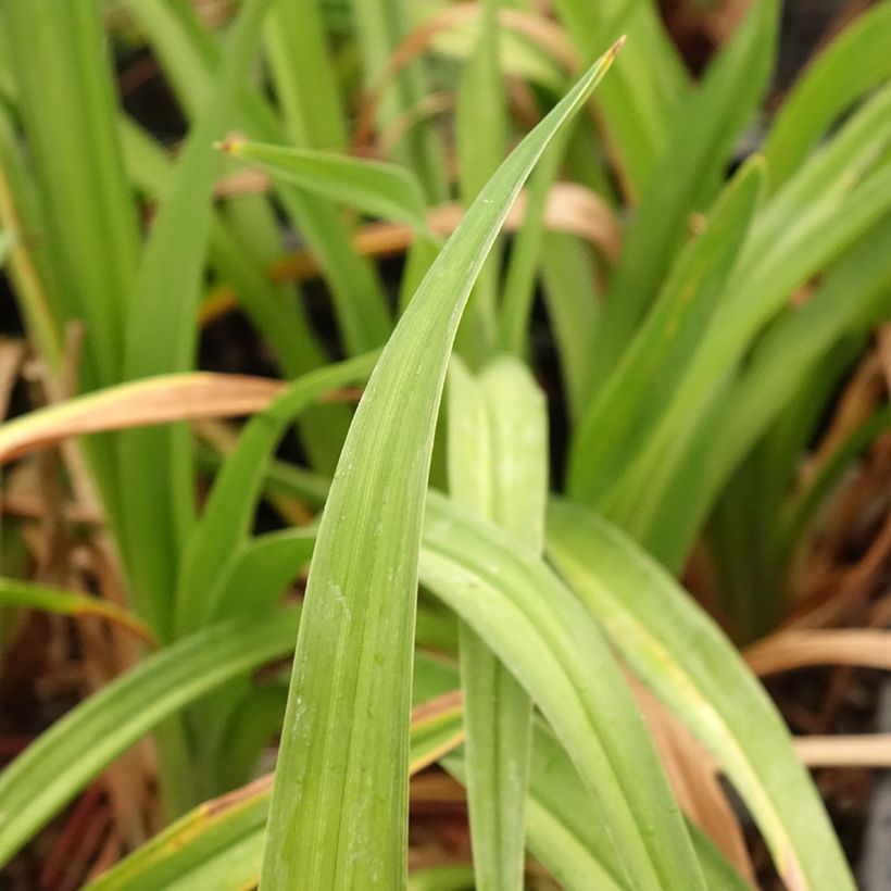 Hemerocallis Daring Deception - Taglilie (Foliage)