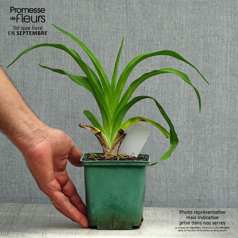 Example of Hemerocallis Daring Dilemma - Taglilie Topf mit 1L/1,5L as you get in automne