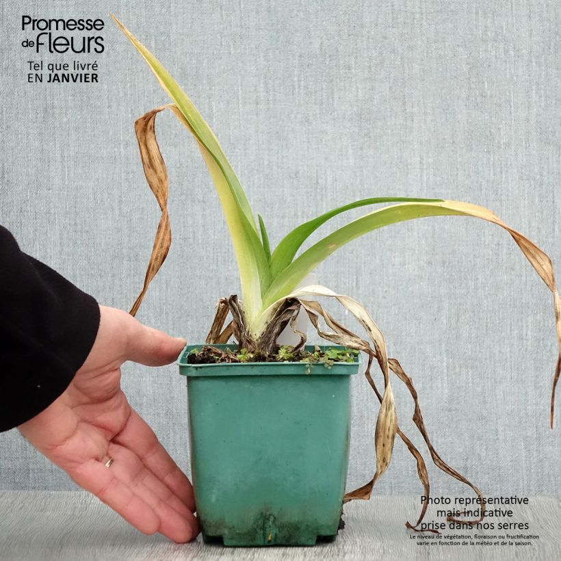 Exemplar von Hemerocallis Daring Dilemma - Taglilie Topf mit 1L/1,5L wie im Winter geliefert
