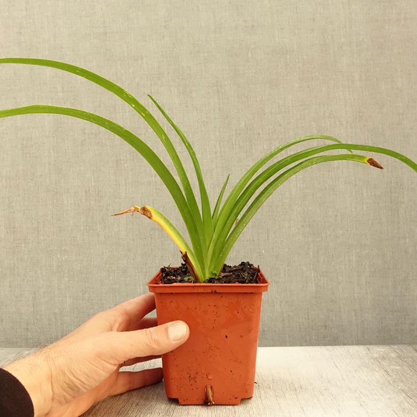 Example of Hemerocallis Destined to See - Taglilie Topf mit 1L/1,5L as you get in automne