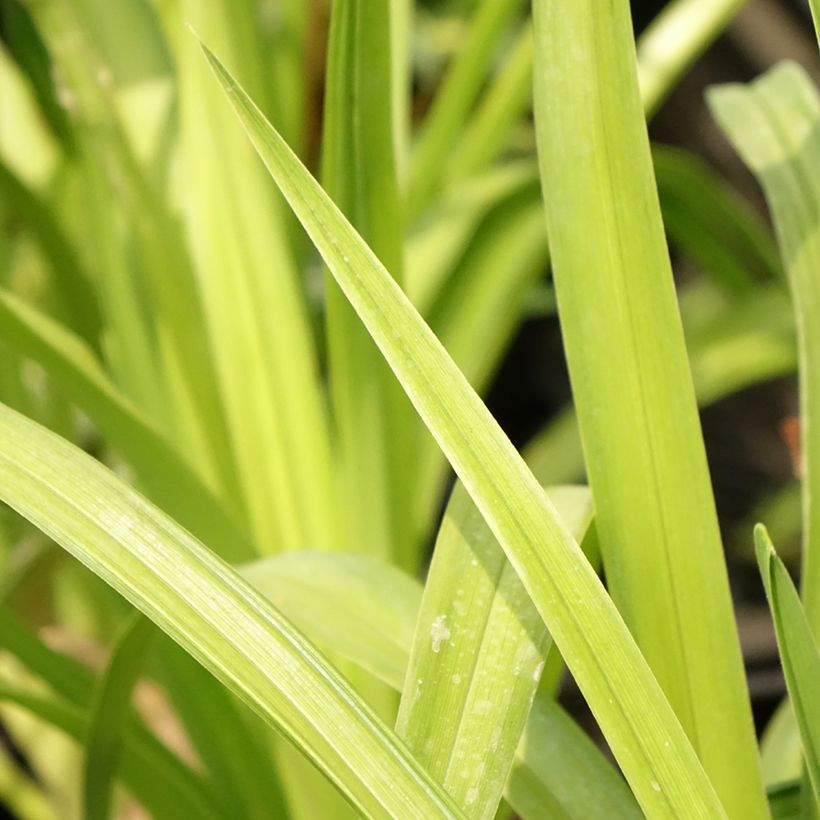 Hemerocallis Destined to See - Taglilie (Foliage)