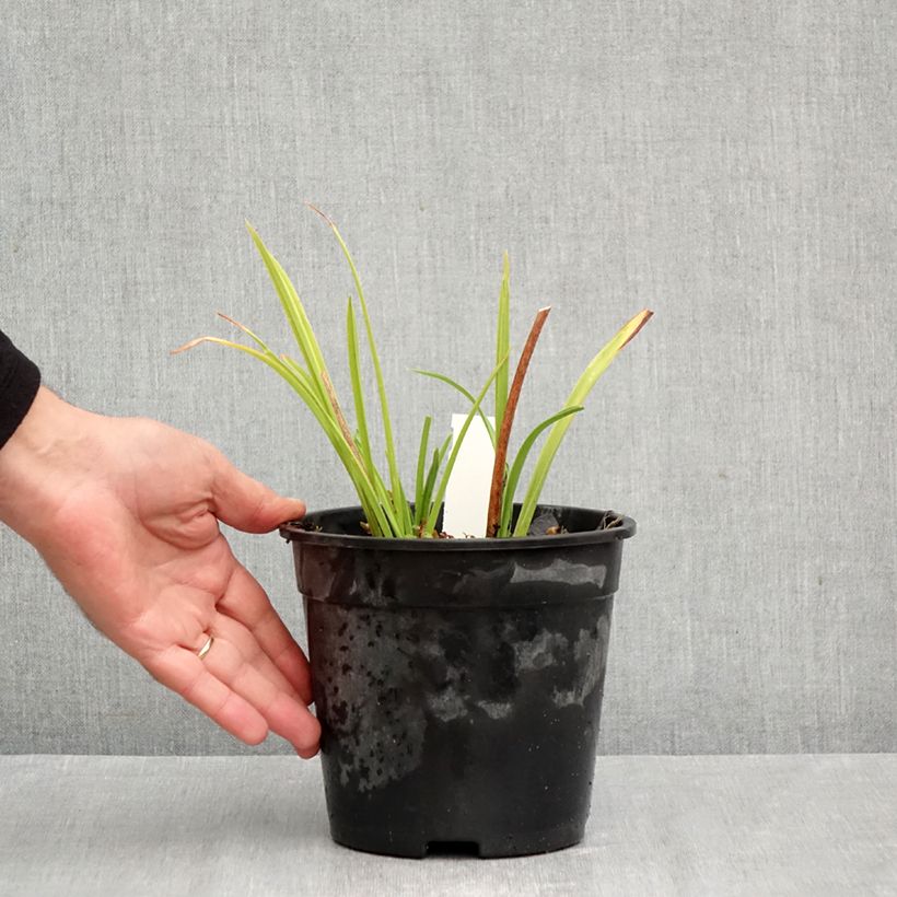 Exemplar von Hemerocallis Double Dream - Taglilie Topf mit 2L/3L wie im Herbst geliefert