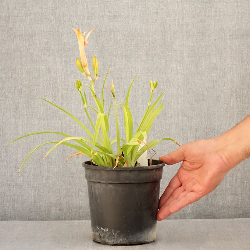Example of Hemerocallis Double Dream - Taglilie Topf mit 2L/3L as you get in ete