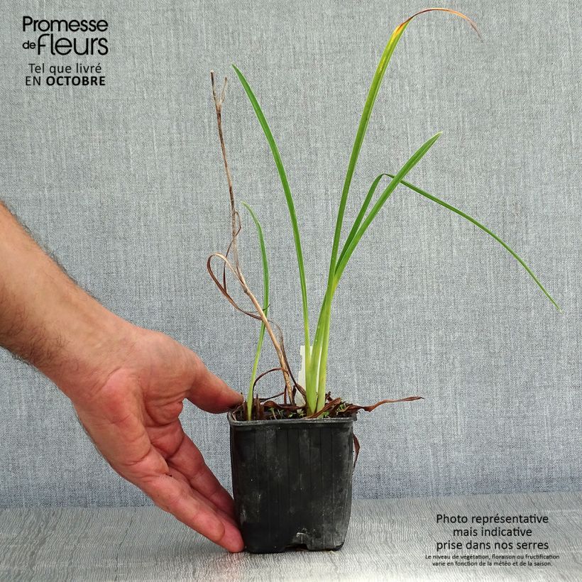 Example of Hemerocallis Double River Wye - Taglilie Kleine Töpfe von 8/9 cm as you get in automne