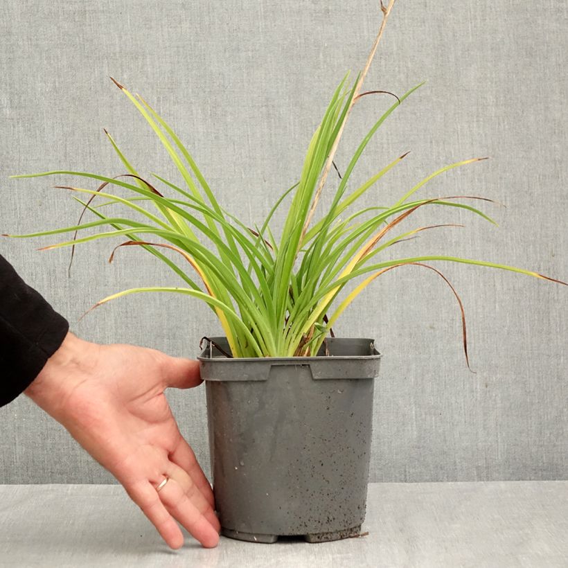 Exemplar von Hemerocallis Double River Wye - Taglilie Topf mit 2L/3L wie im Herbst geliefert