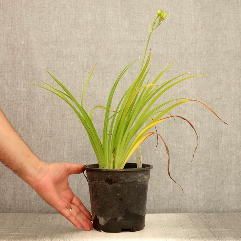 Example of Hemerocallis Double River Wye - Taglilie Topf mit 2L/3L as you get in ete