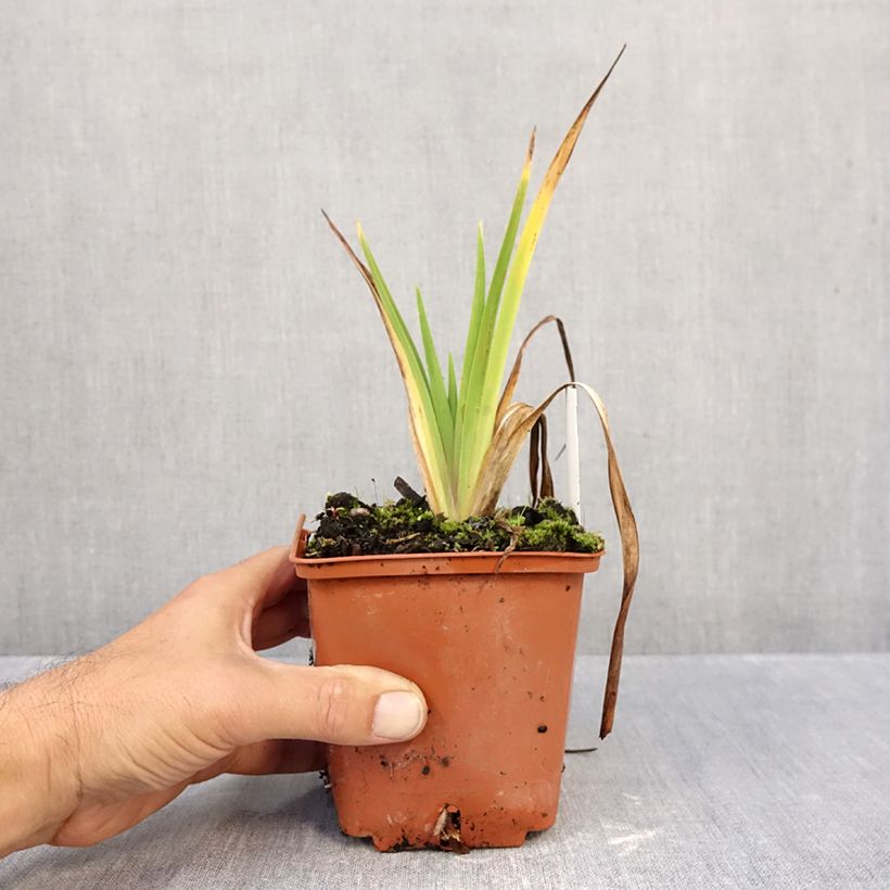 Exemplar von Hemerocallis Dream Legacy - Taglilie Topf mit 1L/1,5L wie im Herbst geliefert