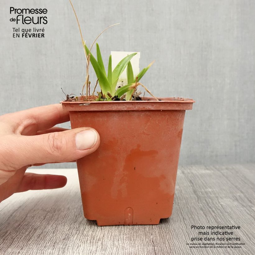 Exemplar von Hemerocallis Dream Legacy - Taglilie Topf mit 1L/1,5L wie im Winter geliefert