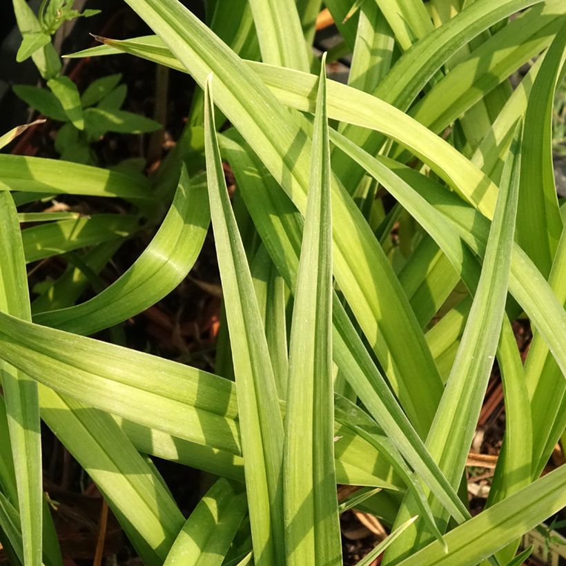 Hemerocallis Dream Legacy - Taglilie (Foliage)