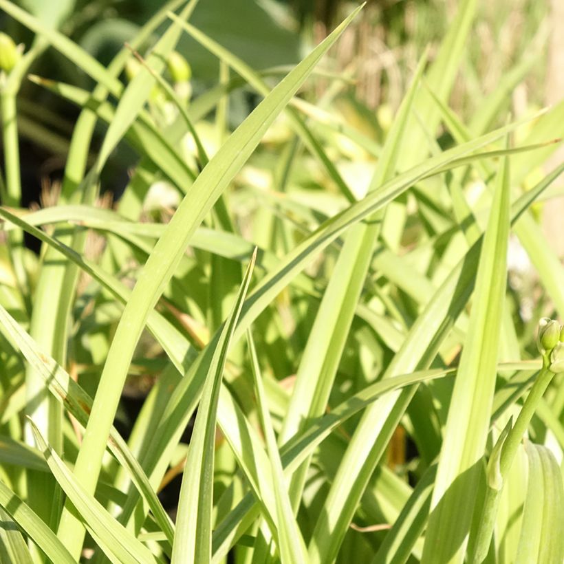 Hemerocallis El Desperado - Taglilie (Foliage)