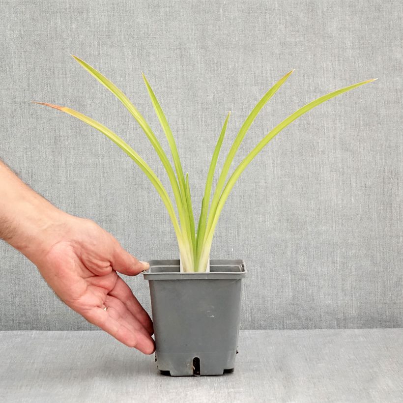 Example of Hemerocallis Enchanted Forest - Taglilie Topf mit 1L/1,5L as you get in ete