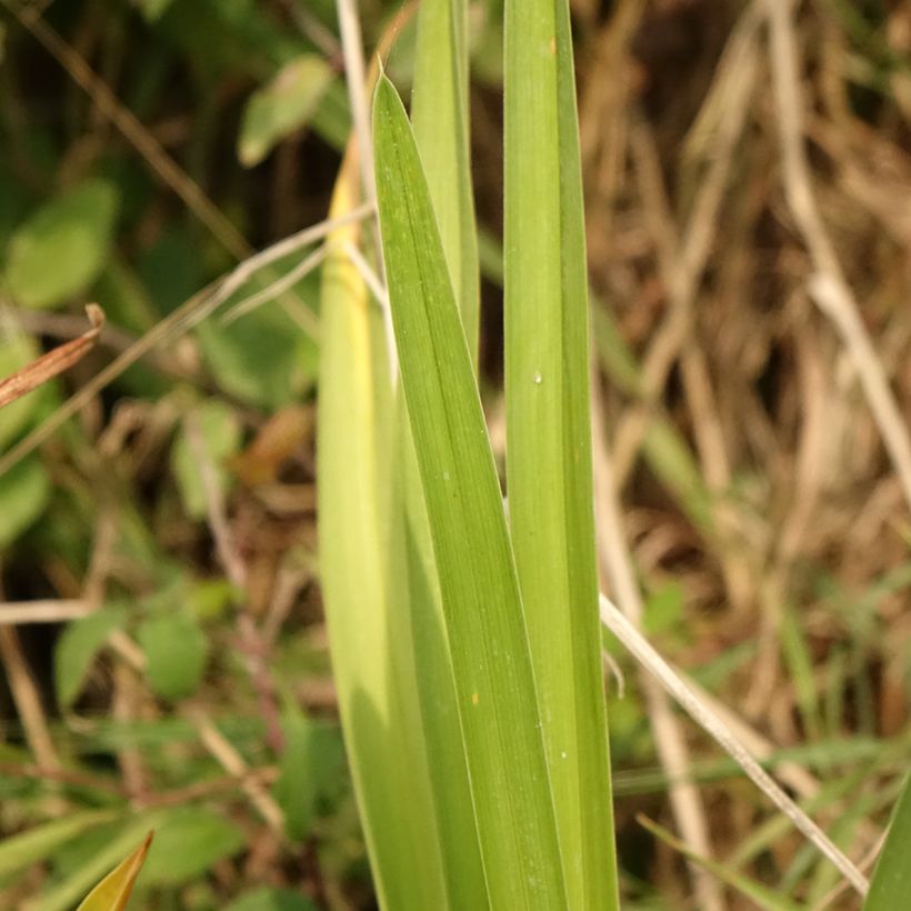 Hemerocallis Enchanted Forest - Taglilie (Foliage)