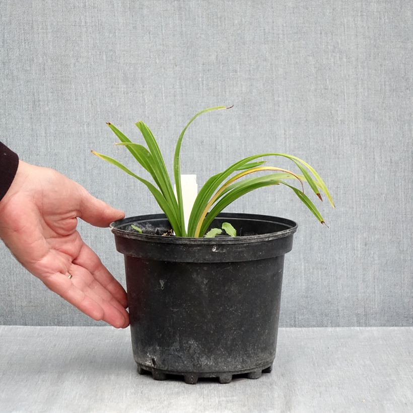 Exemplar von Hemerocallis Everydaylily Bronze - Taglilie Topf mit 2L/3L wie im Herbst geliefert