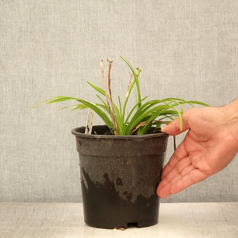 Example of Hemerocallis Everydaylily Bronze - Taglilie Topf mit 2L/3L as you get in ete