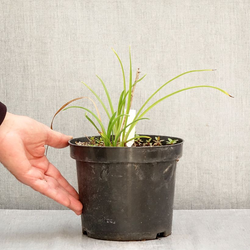 Exemplar von Hemerocallis Everydaylily Cerise - Taglilie Topf mit 2L/3L wie im Herbst geliefert