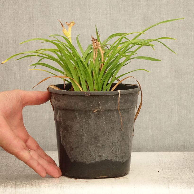 Example of Hemerocallis Everydaylily Cerise - Taglilie Topf mit 2L/3L as you get in ete