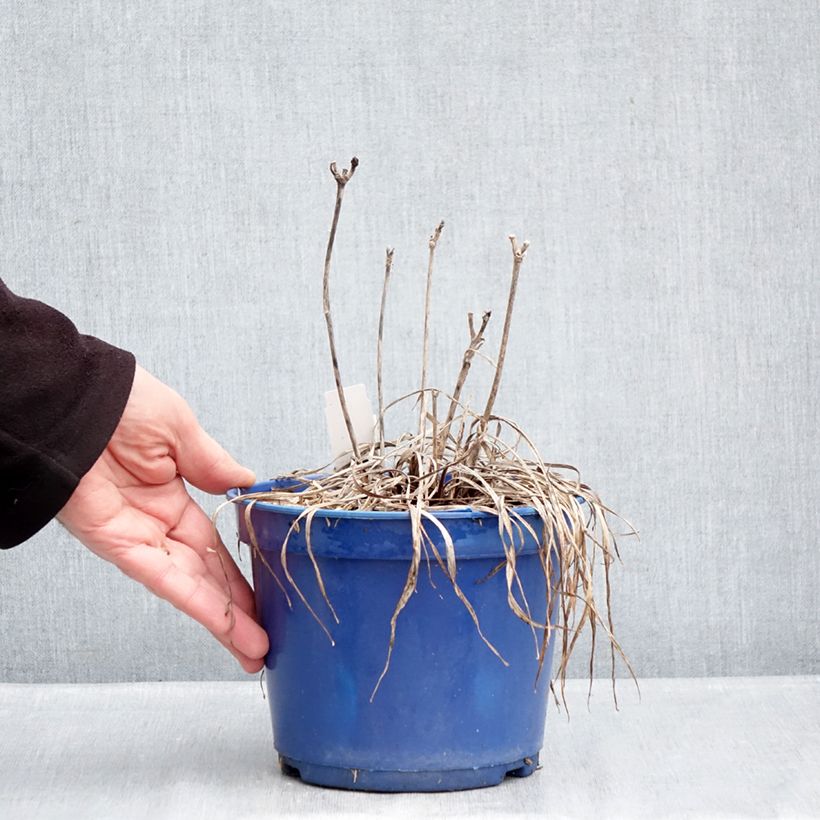 Exemplar von Hemerocallis Everydaylily Cerise - Taglilie Topf mit 2L/3L wie im Winter geliefert