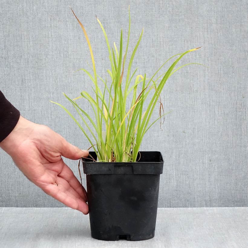 Exemplar von Hemerocallis Everydaylily Punch Yellow - Taglilie Topf mit 2L/3L wie im Herbst geliefert