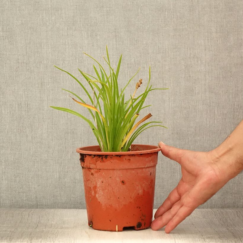 Example of Hemerocallis Everydaylily Punch Yellow - Taglilie Topf mit 2L/3L as you get in ete
