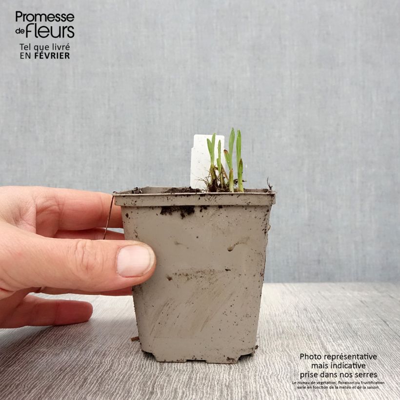 Exemplar von Hemerocallis Everydaylily Red Ribs - Taglilie Kleine Töpfe von 8/9 cm wie im Winter geliefert