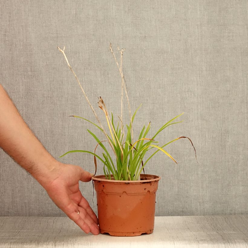 Example of Hemerocallis Everydaylily Red Ribs - Taglilie Topf mit 2L/3L as you get in ete