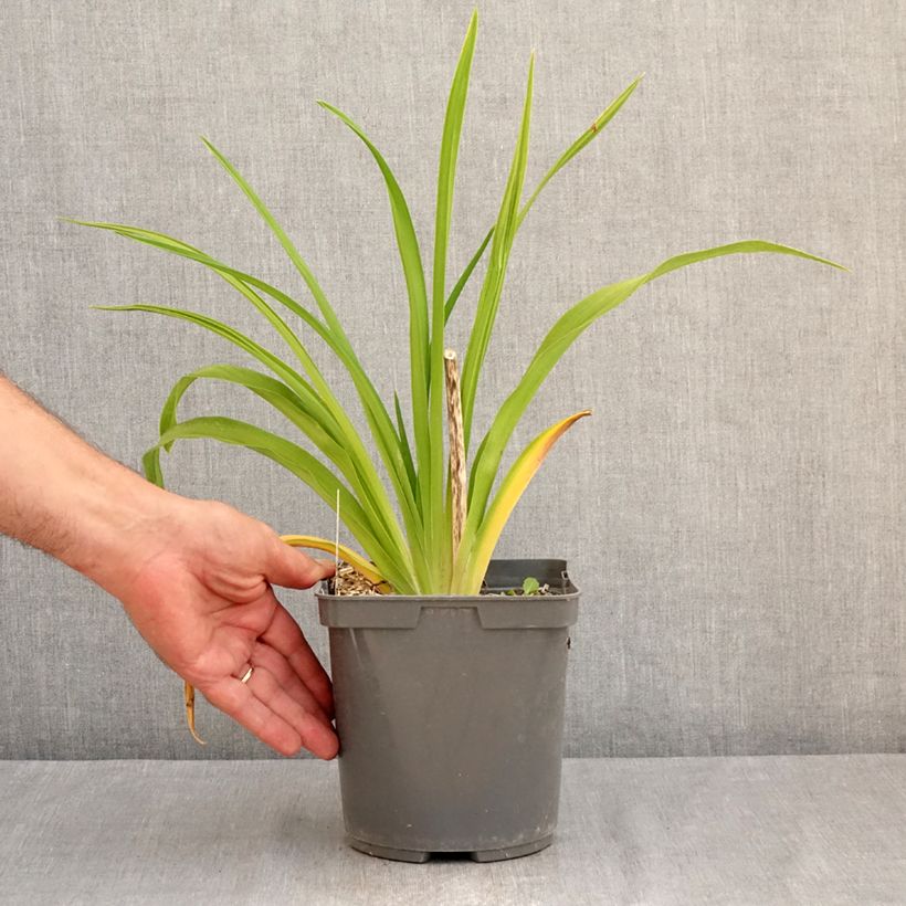 Example of Hemerocallis Exotic Treasure - Taglilie Topf mit 1L/1,5L as you get in ete
