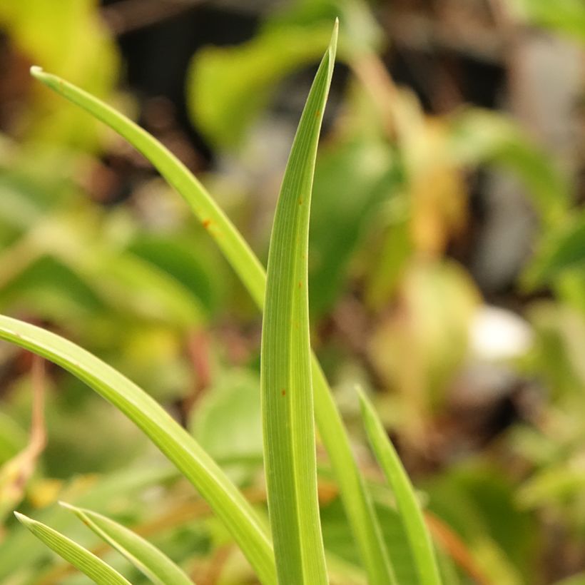 Hemerocallis Exotic Treasure - Taglilie (Foliage)