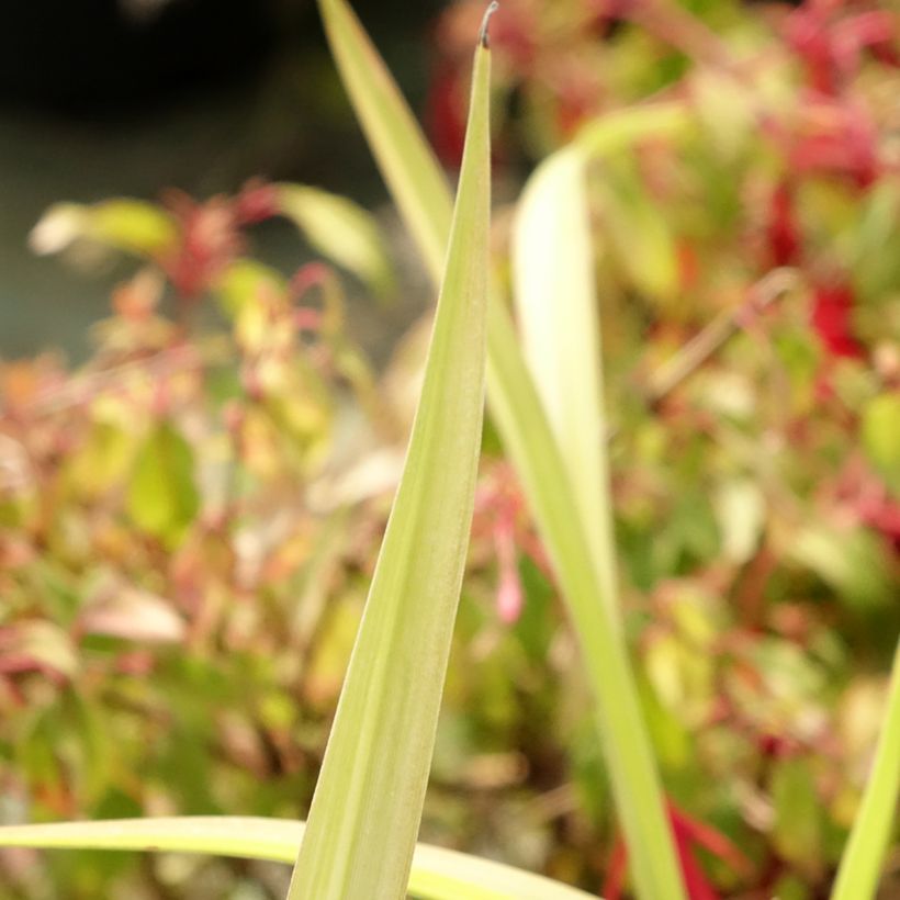 Hemerocallis Eyed Beauty - Taglilie (Foliage)