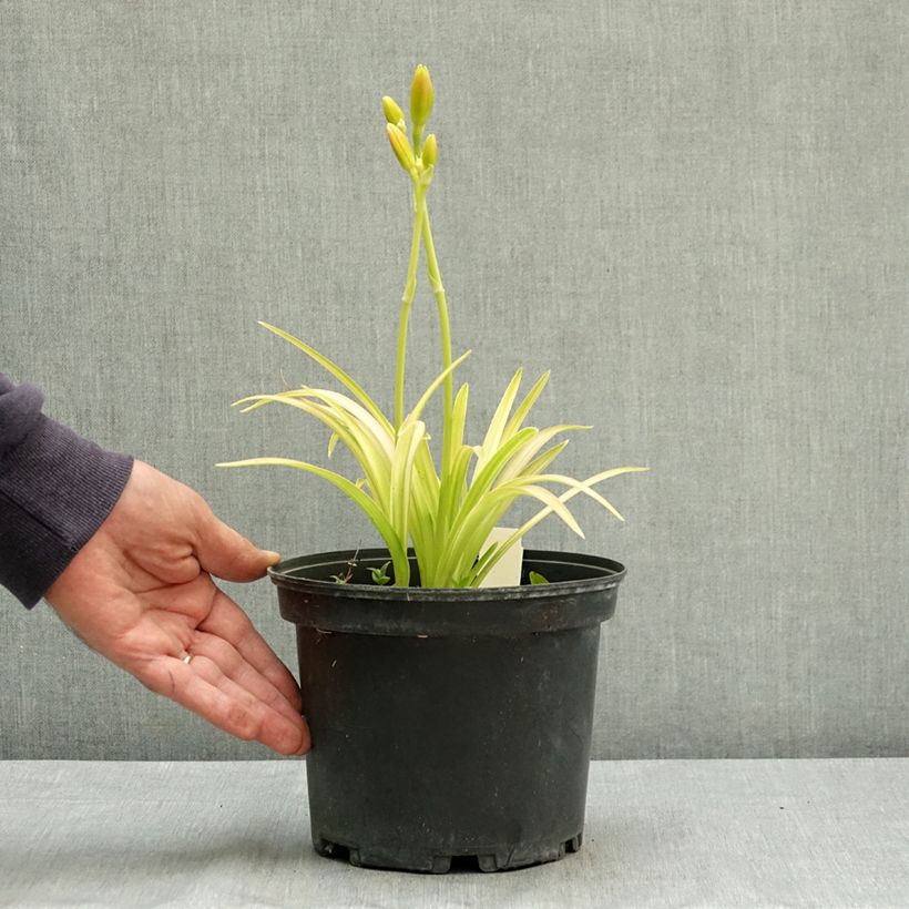 Exemplar von Hémérocalle Final Touch - Lis d'un jour rose carmin à centre vert Pot de 2L/3L wie im Sommer geliefert