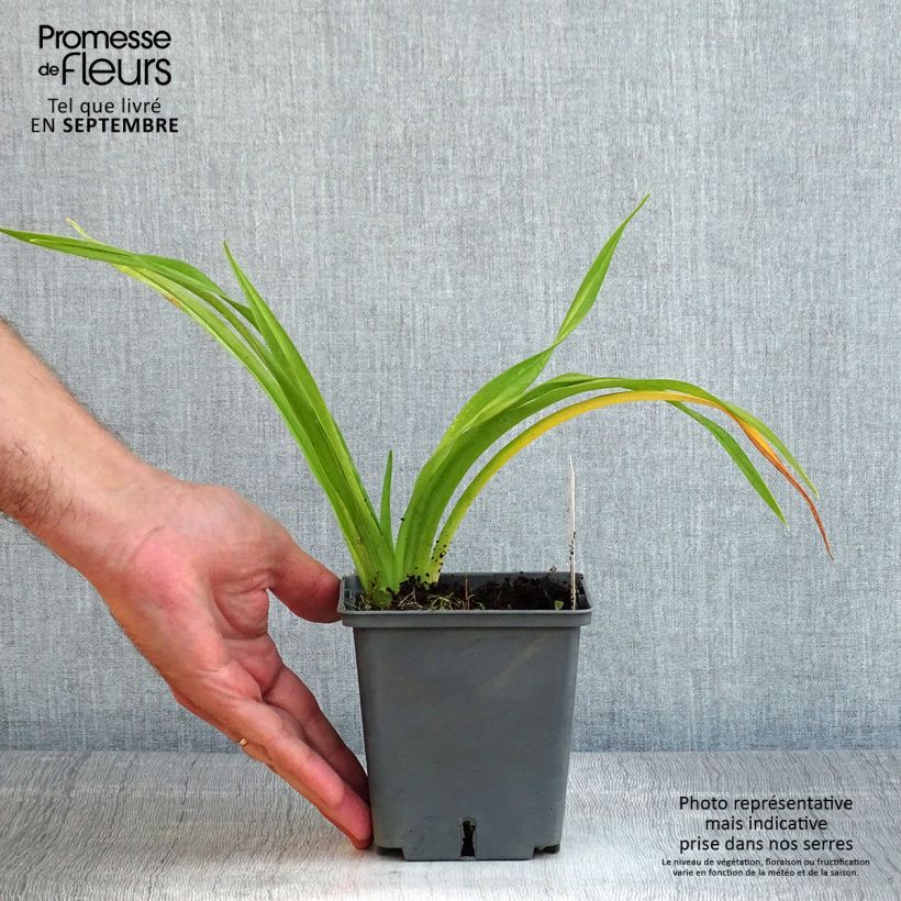 Example of Hemerocallis Flight of The Dragon - Taglilie Topf mit 1L/1,5L as you get in ete