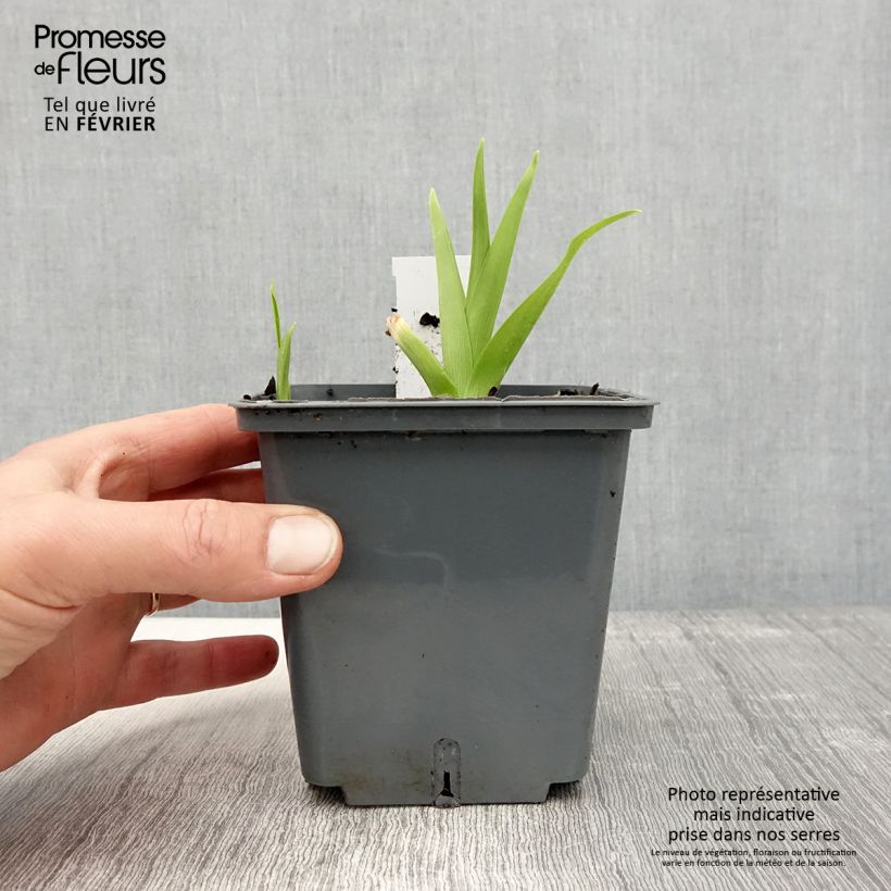 Exemplar von Hemerocallis Flight of The Dragon - Taglilie Topf mit 1L/1,5L wie im Winter geliefert